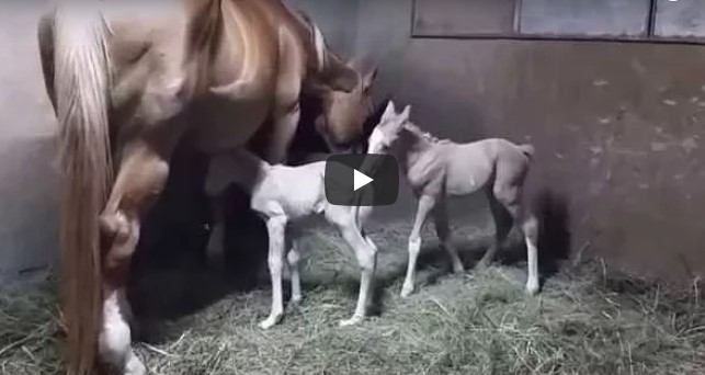 Das Pferd Hatte Gerade Ein Fohlen Auf Die Welt Gebracht Was Sekunden Spater Passiert Ist Ein Kleines Wunder