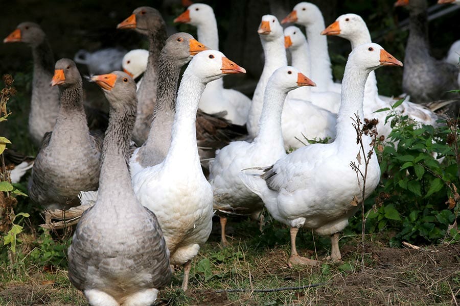 51 jährige Jäger erschießt eine Gans – doch dessen lebloser Körper fällt vom Himmel und schlägt ihn bewusstlos