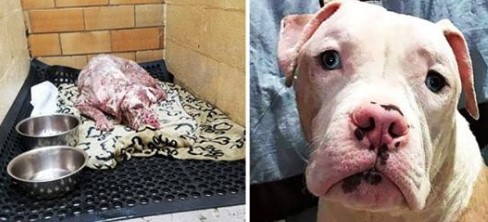 Von Bienen gestochen und ausgesetzt: Dieser Pitbull gab nicht auf und so sieht er jetzt aus