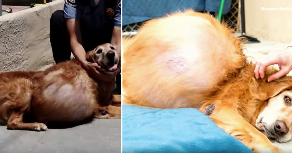 Hund Henry hat 20 Kilogramm schweren Tumor am Bauch &amp; wird auf der