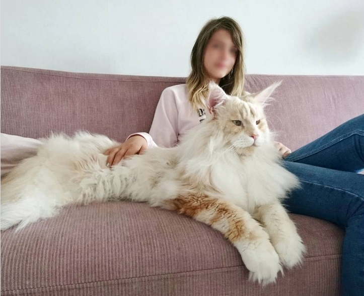 Katzenbesitzerin Postet Bilder Von Ihrer Extrem Grossen Und Majestatischen Maine Coon Katze Lotus