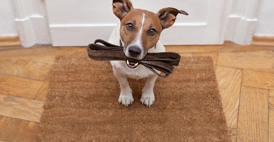 An die Leine oder nicht? Experten erklären, was für den Hund am besten ist