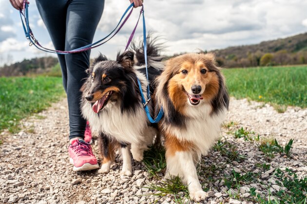 Mehrere Hunde halten Experten erklären, wo die größten Fehler gemacht