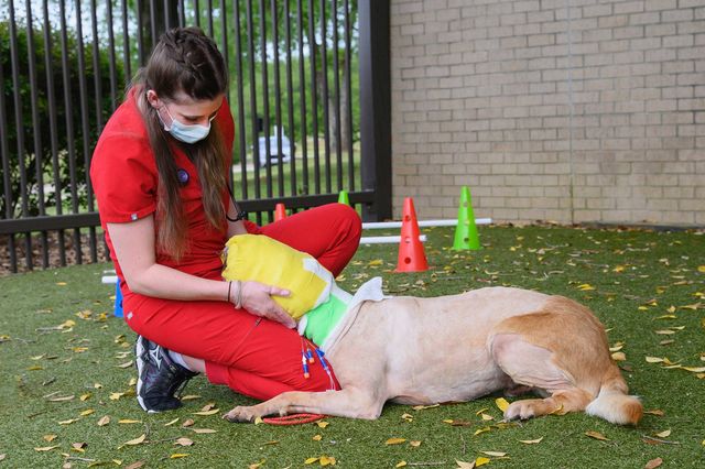 Buddy, der Hund, dem schwere Verbrennungen zugefügt wurden, ist nun auf