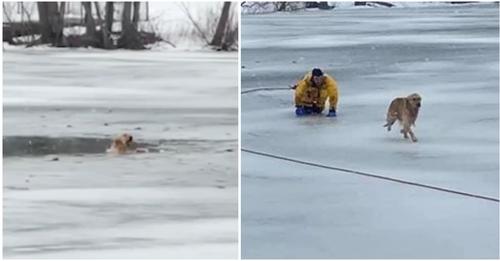 Feuerwehrleute springen in eiskaltes Wasser – Retten eingebrochenen Hund aus gefrorenem See